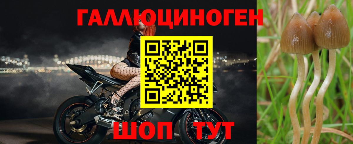 Обь  Псилоцибиновые грибы Cubensis  Вход с VPN 